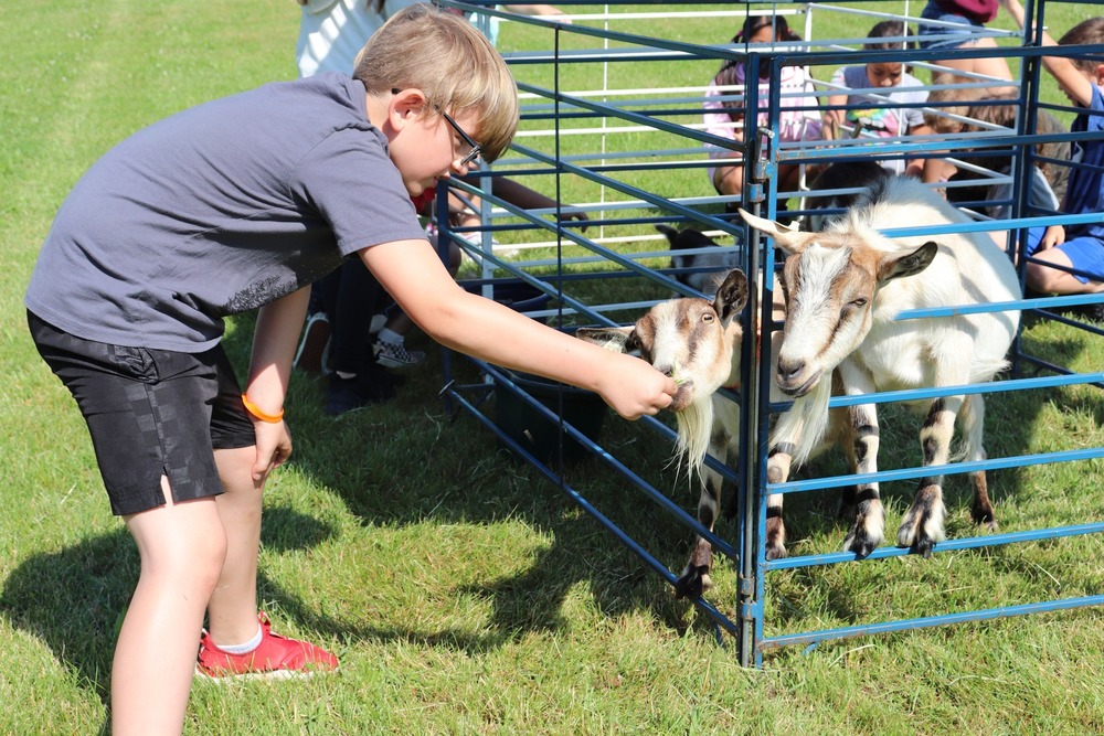 A student feeding goats